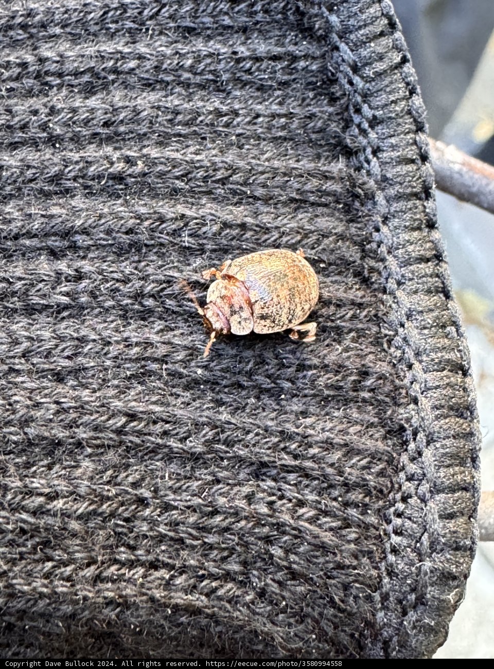 Morning Encounter in Walnut Creek