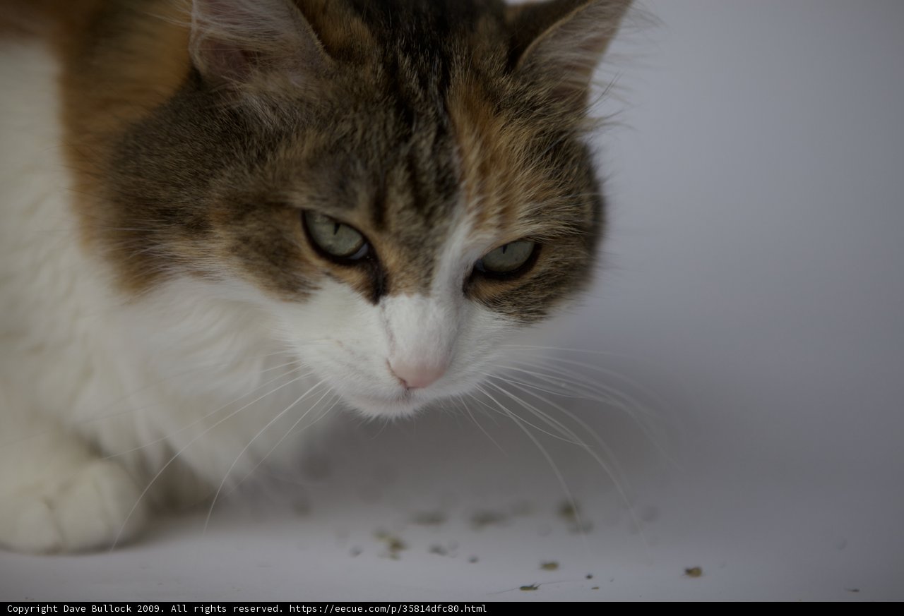 Curious Cat