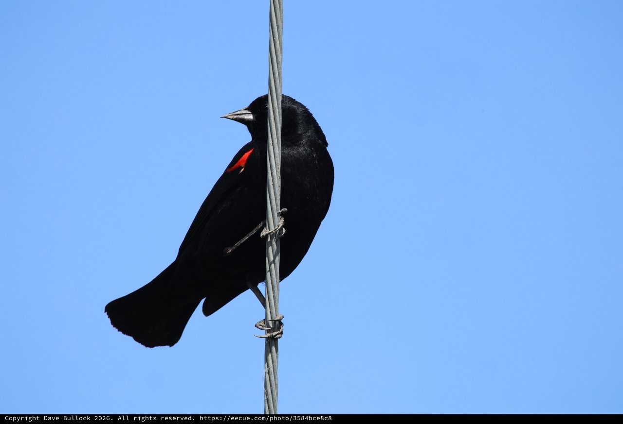 Red-Winged Blackbird Perched on Wire Against Blue Sky