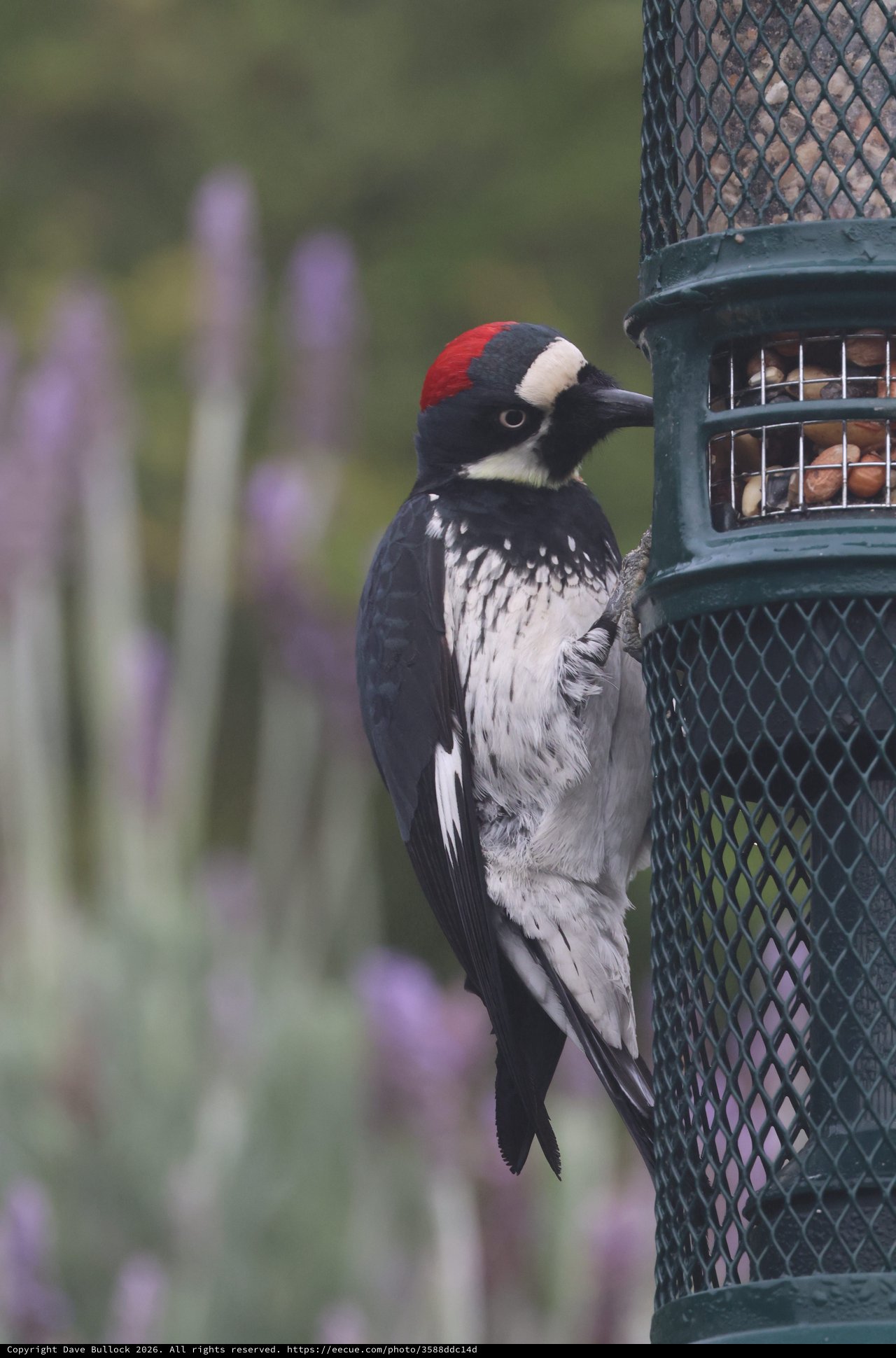 Acorn Woodpecker Feeding at Garden Bird Feeder