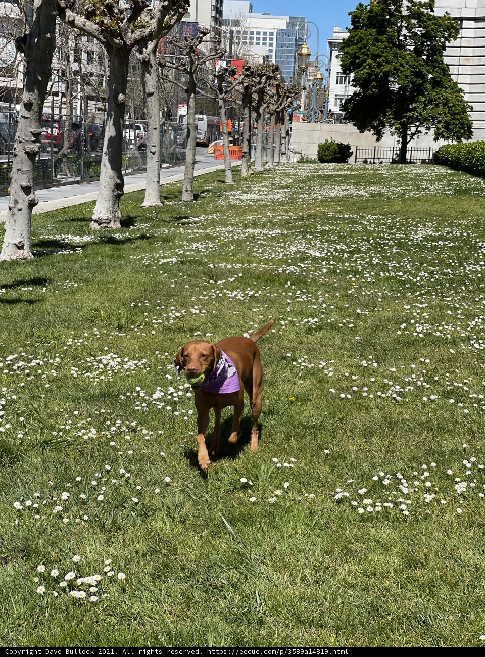 Paws in the Flowers