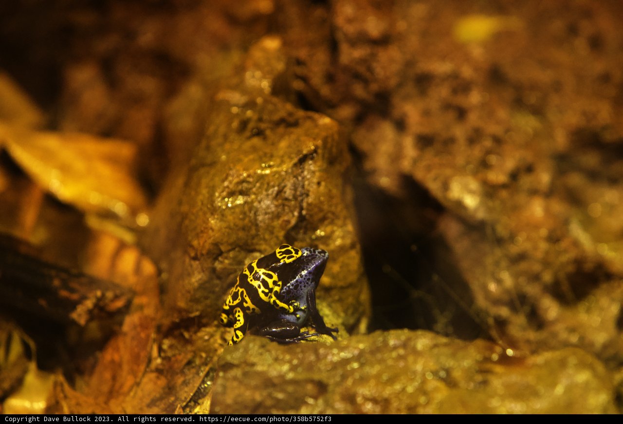 The Serene Amphibian: A Day at Oakland Zoo, 2023