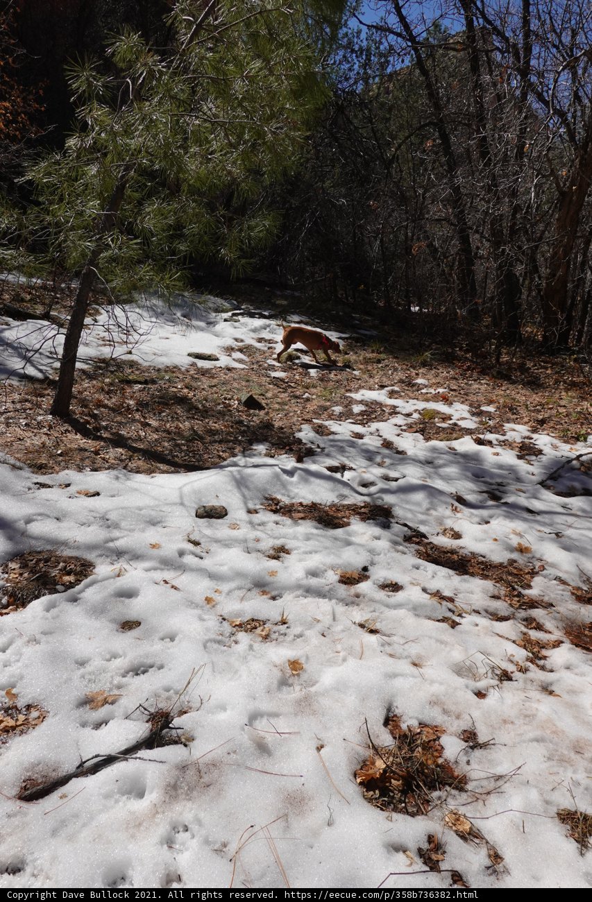 Winter Walk with My Furry Friend