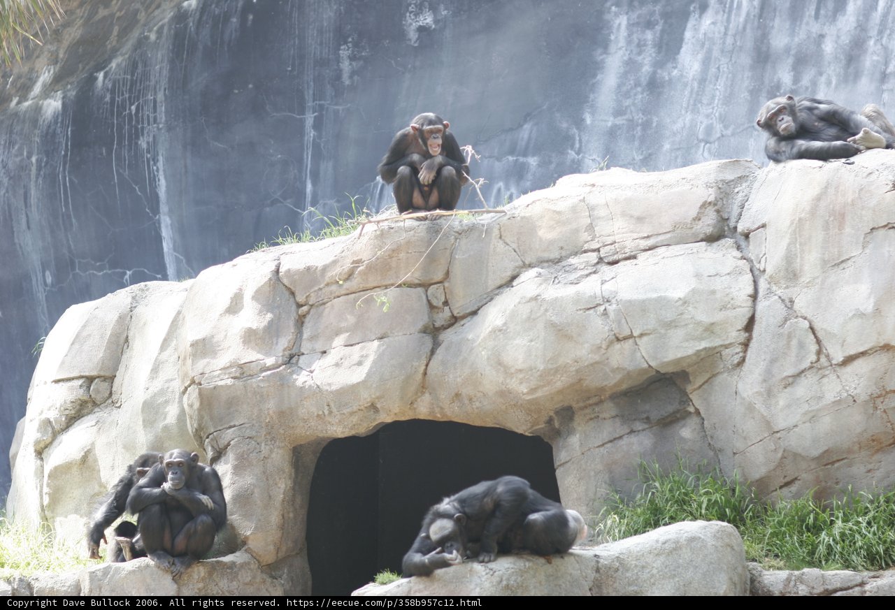 Monkey Business