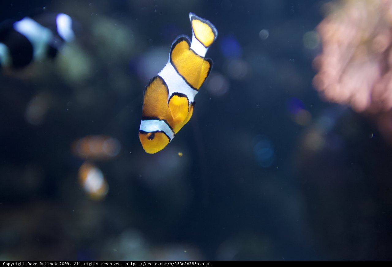 A Sea of Clownfish