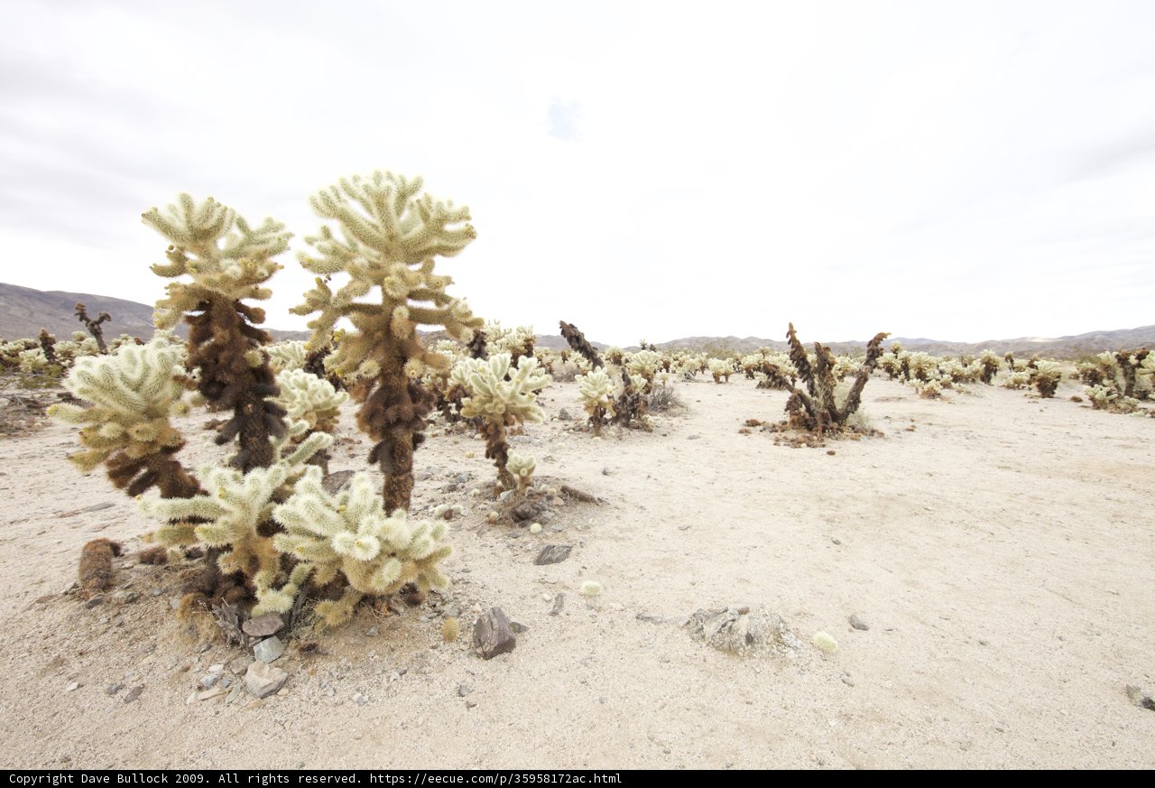 Cactus Oasis