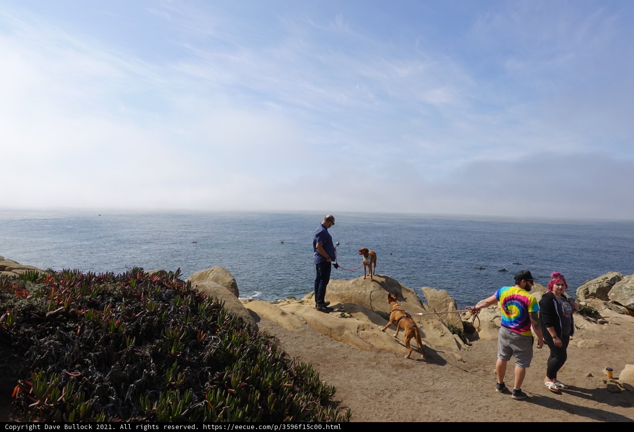 Walking Along the Shoreline with Our Furry Friends