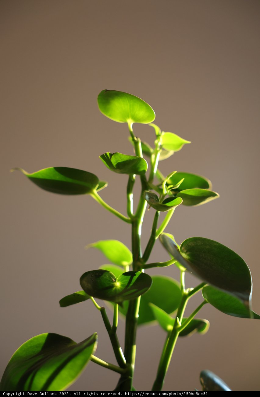 Vibrant Foliage in the Sunlight