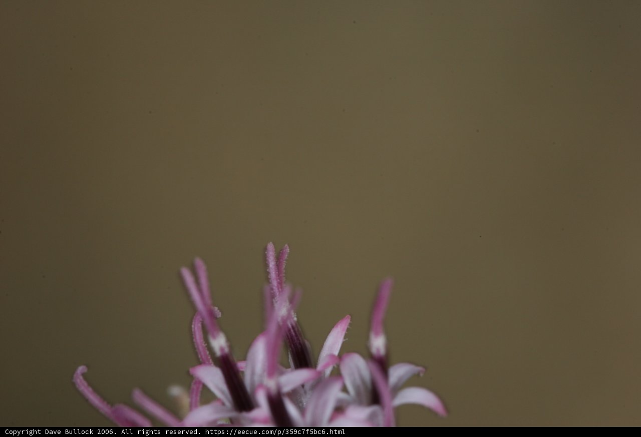 Purple Geranium in Bloom
