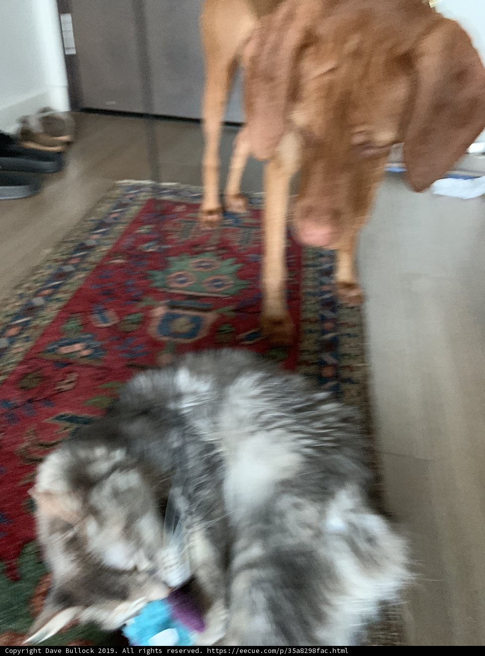 Furry Friends at Play