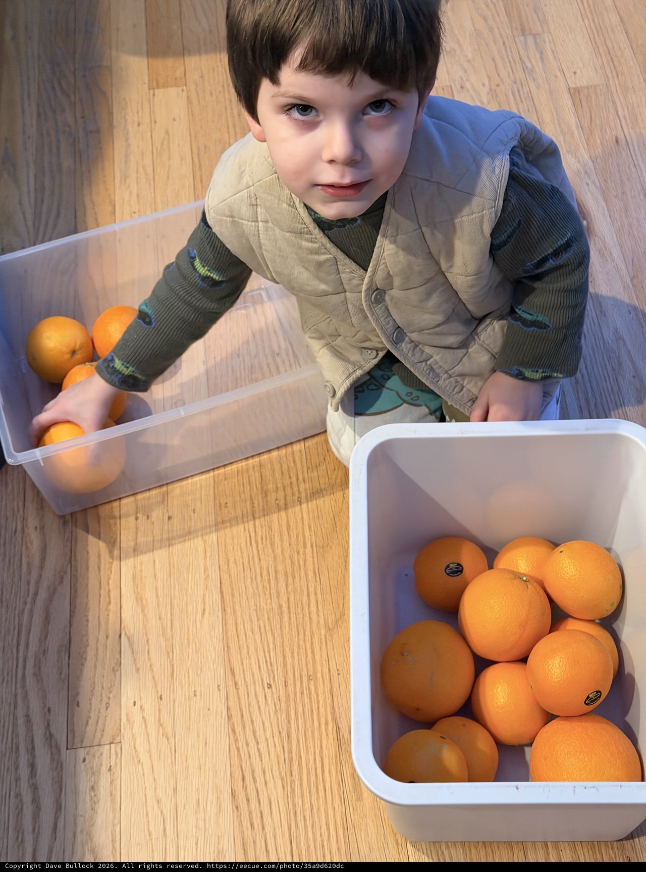 Young Boy Sorting Oranges into Storage Containers