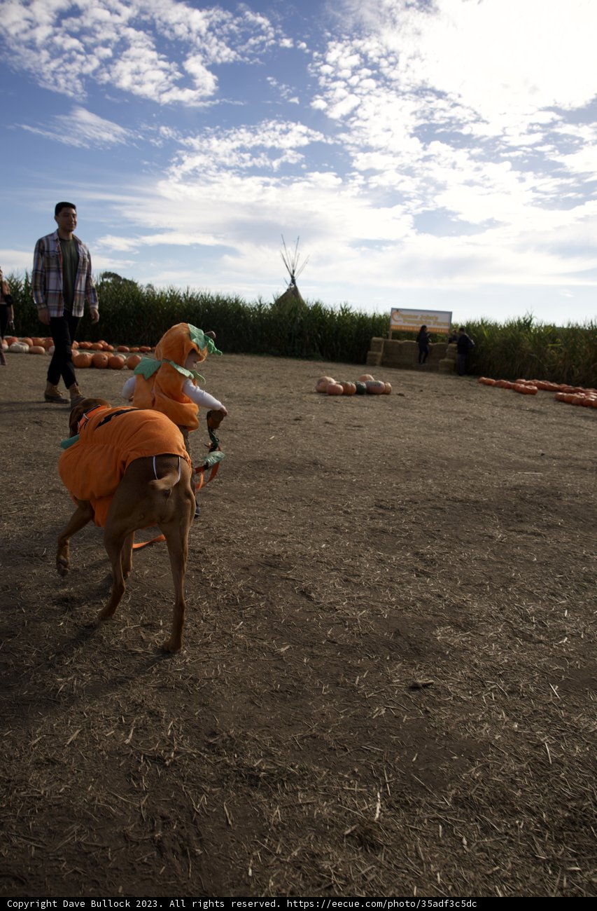 A Peaceful Walk in the Pumpkin Patch