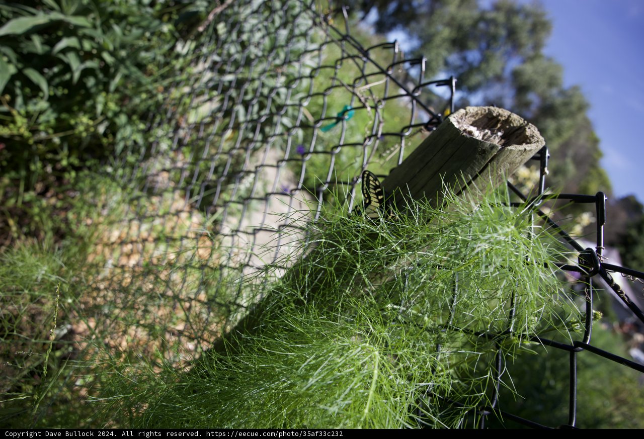 Resilience in Repose: A Moment at Alemany Farm