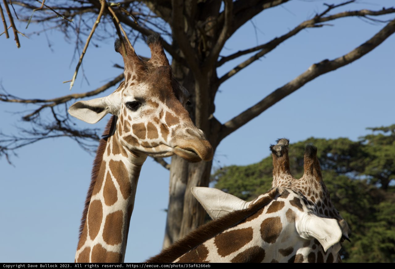 Majestic Twin Giraffes at SF Zoo