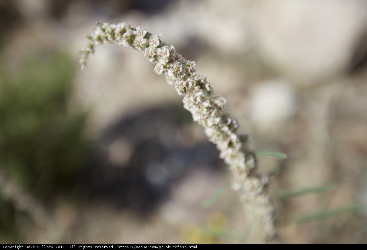 Desert Flora