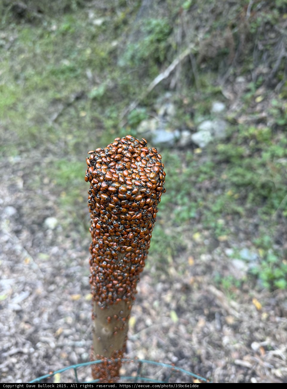 Nature's Gathering: Ladybug Congregation