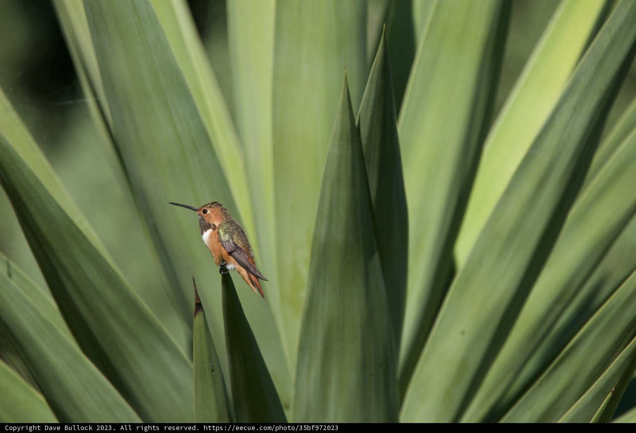 Hummingbird Haven in El Sereno, 2023