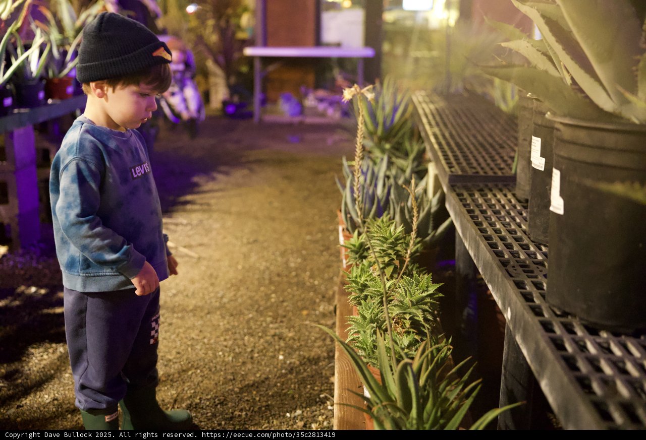 Curiosity in the Desert Garden