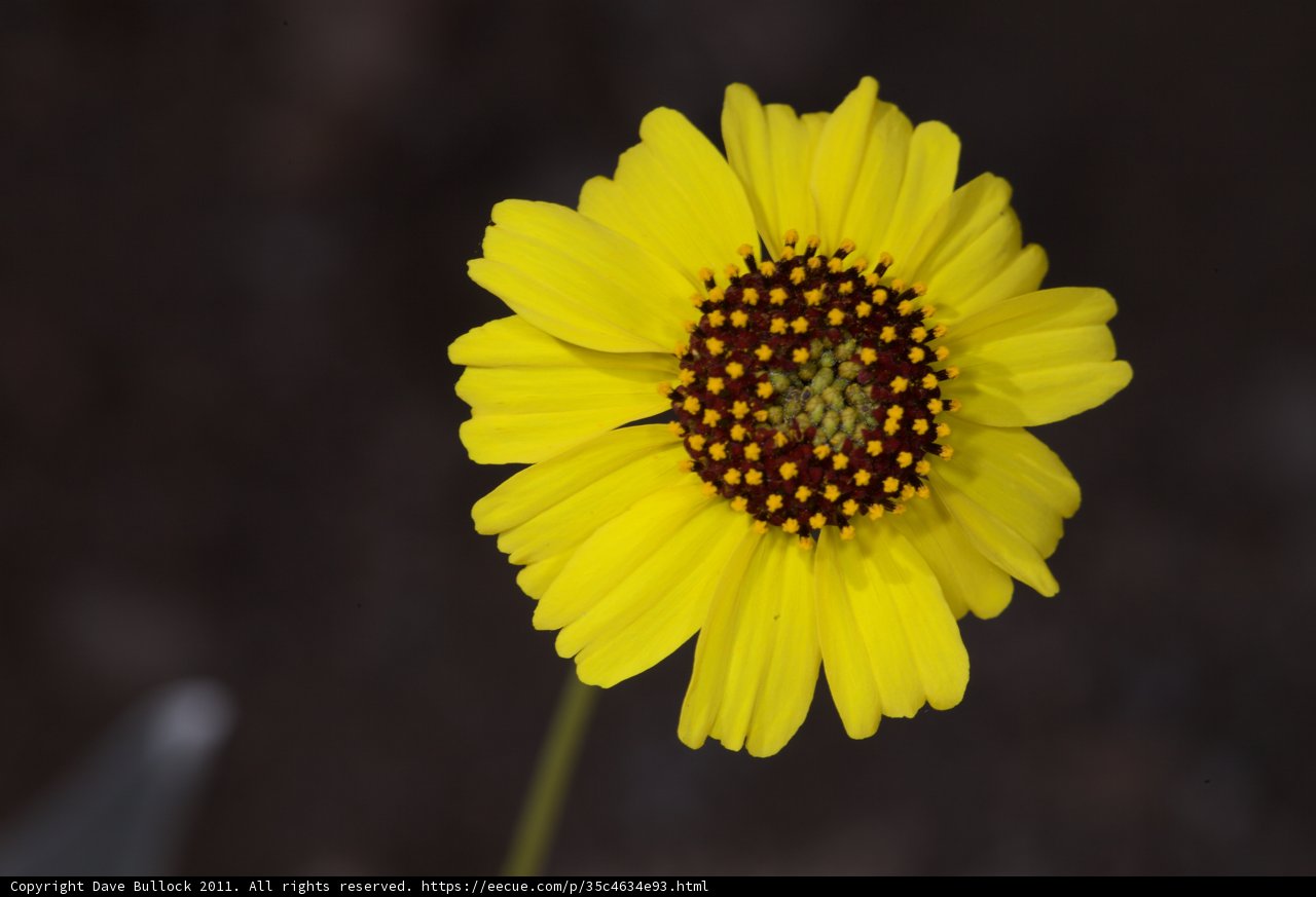 Sunny Treasure