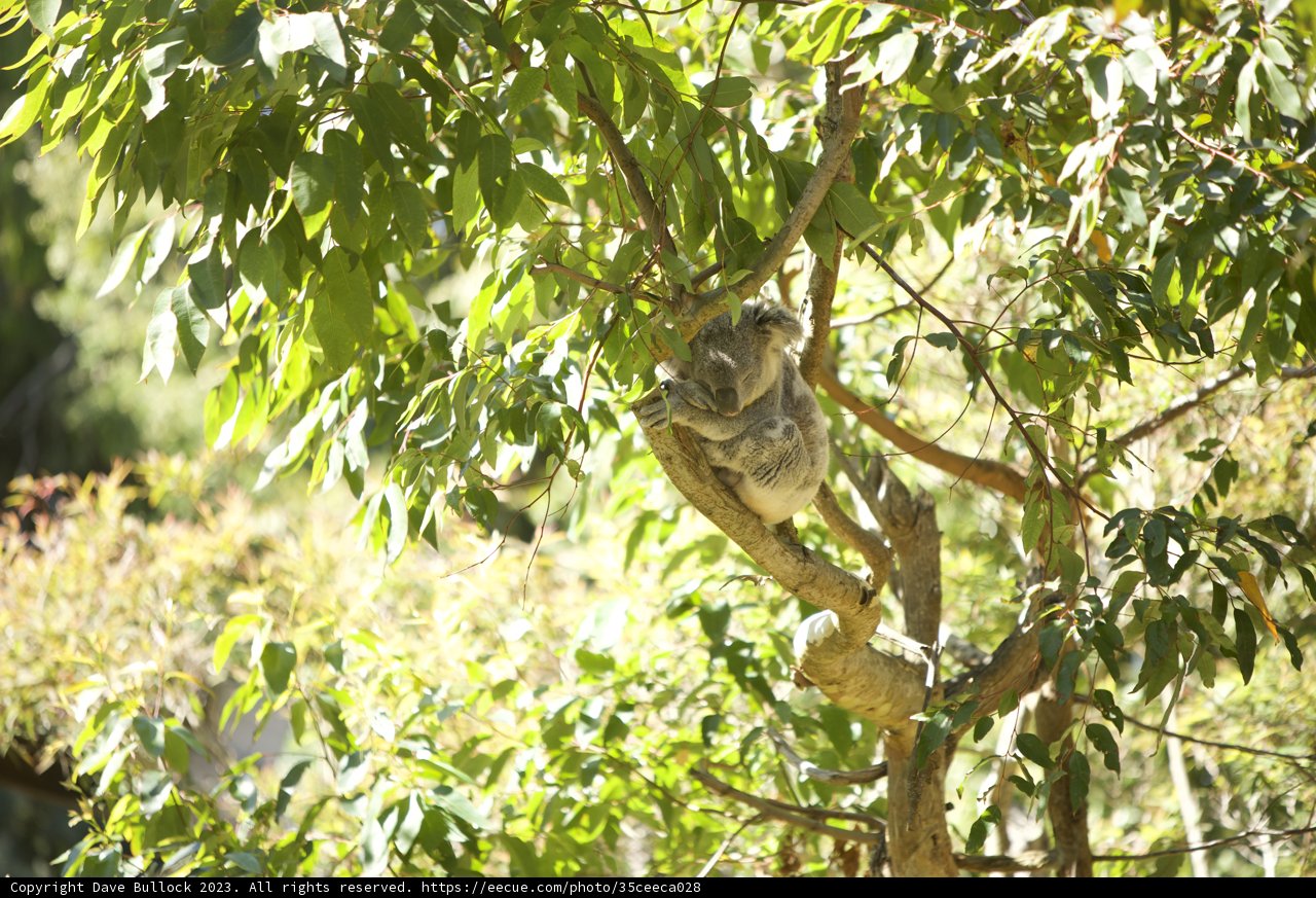 Koala Calm in California - SF Zoo Fun Time, 2023