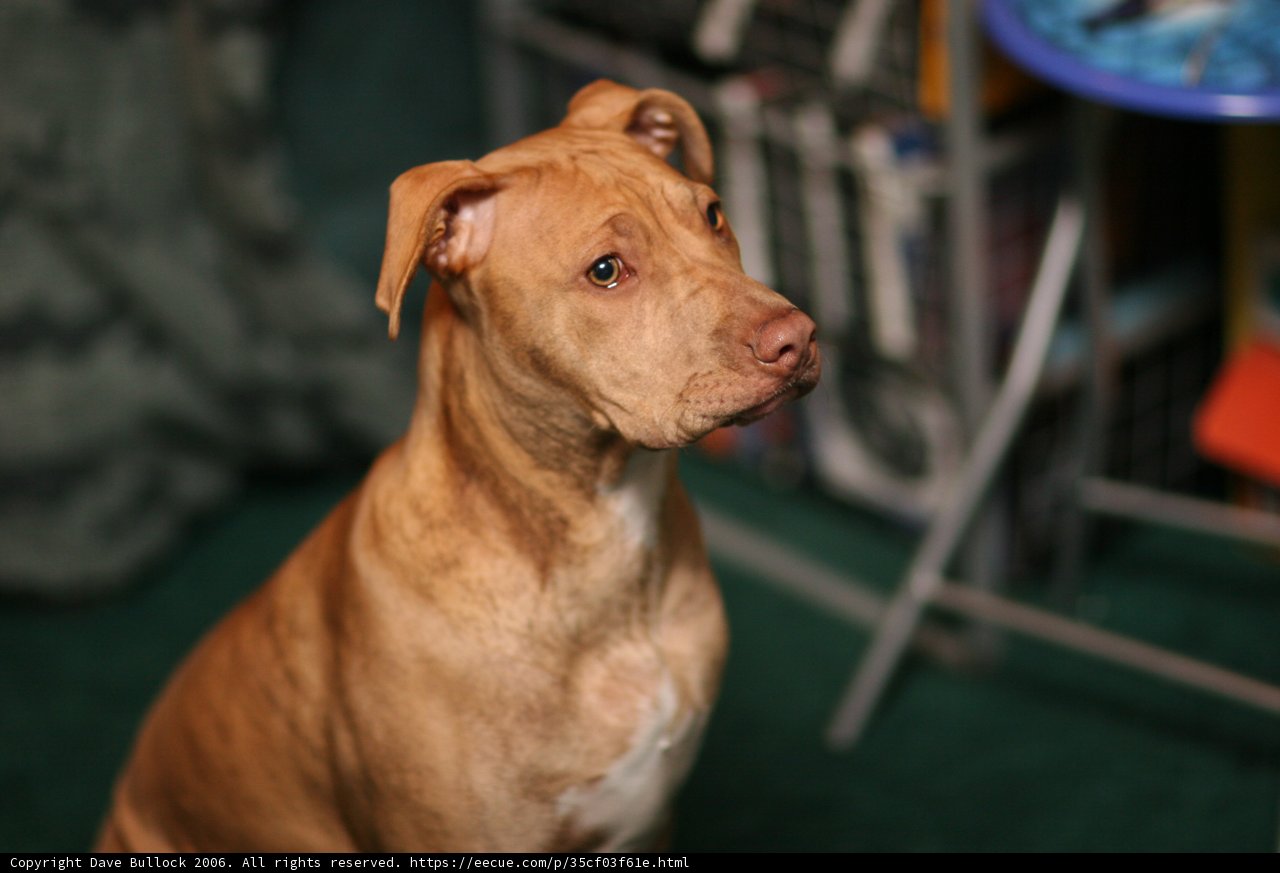 Pooch on Plywood