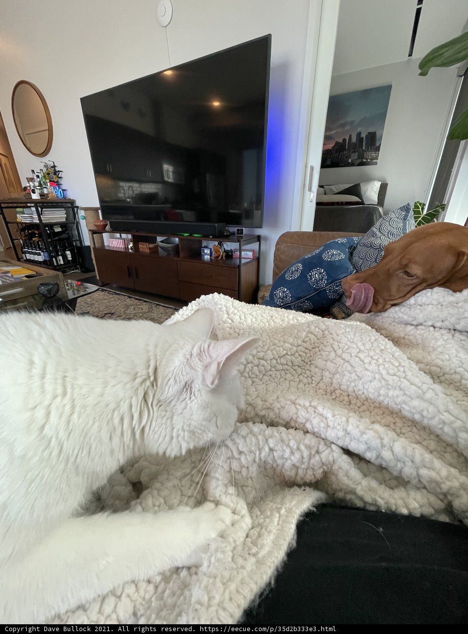 Furry Friends on Screen Time
