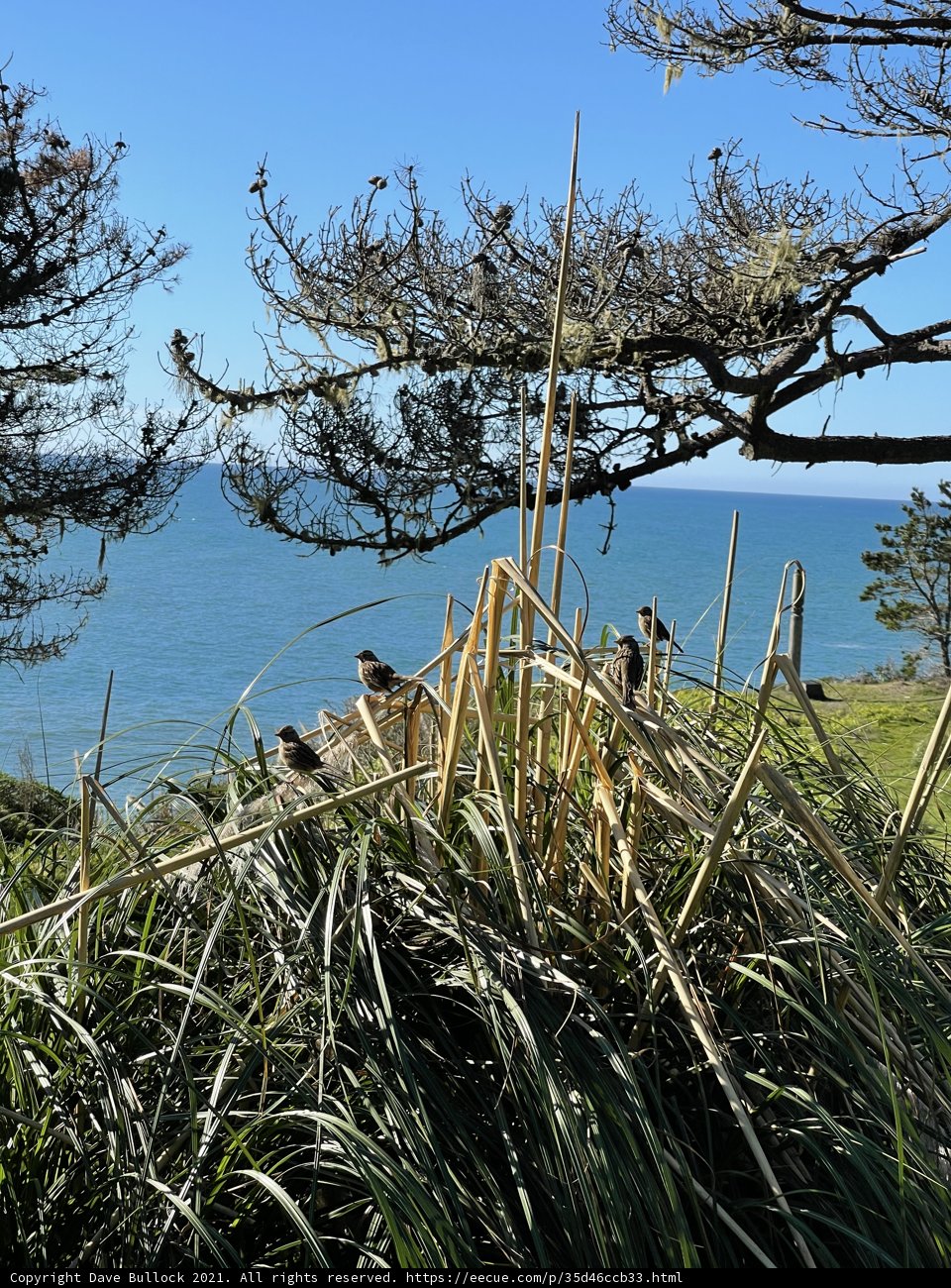 Scenic Overlook of the Pacific