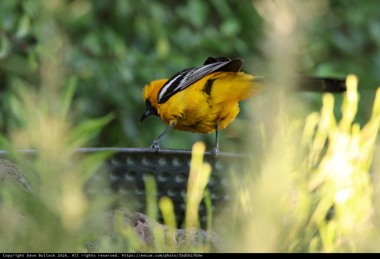 Hooded Oriole Perched at Garden Birdbath