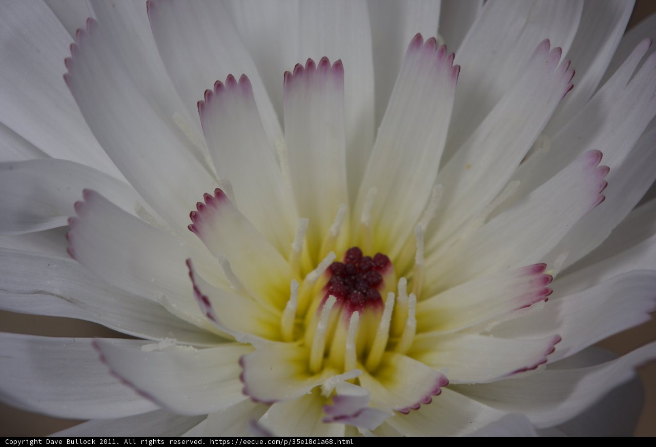 White Lily Blooms with Yellow Center