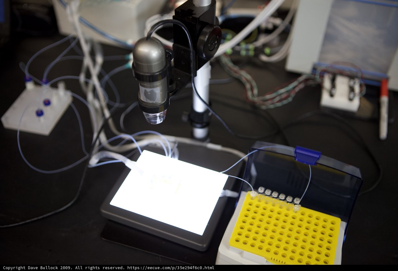 Magnifying the Microcosm: Examining a Cell with a Microscope