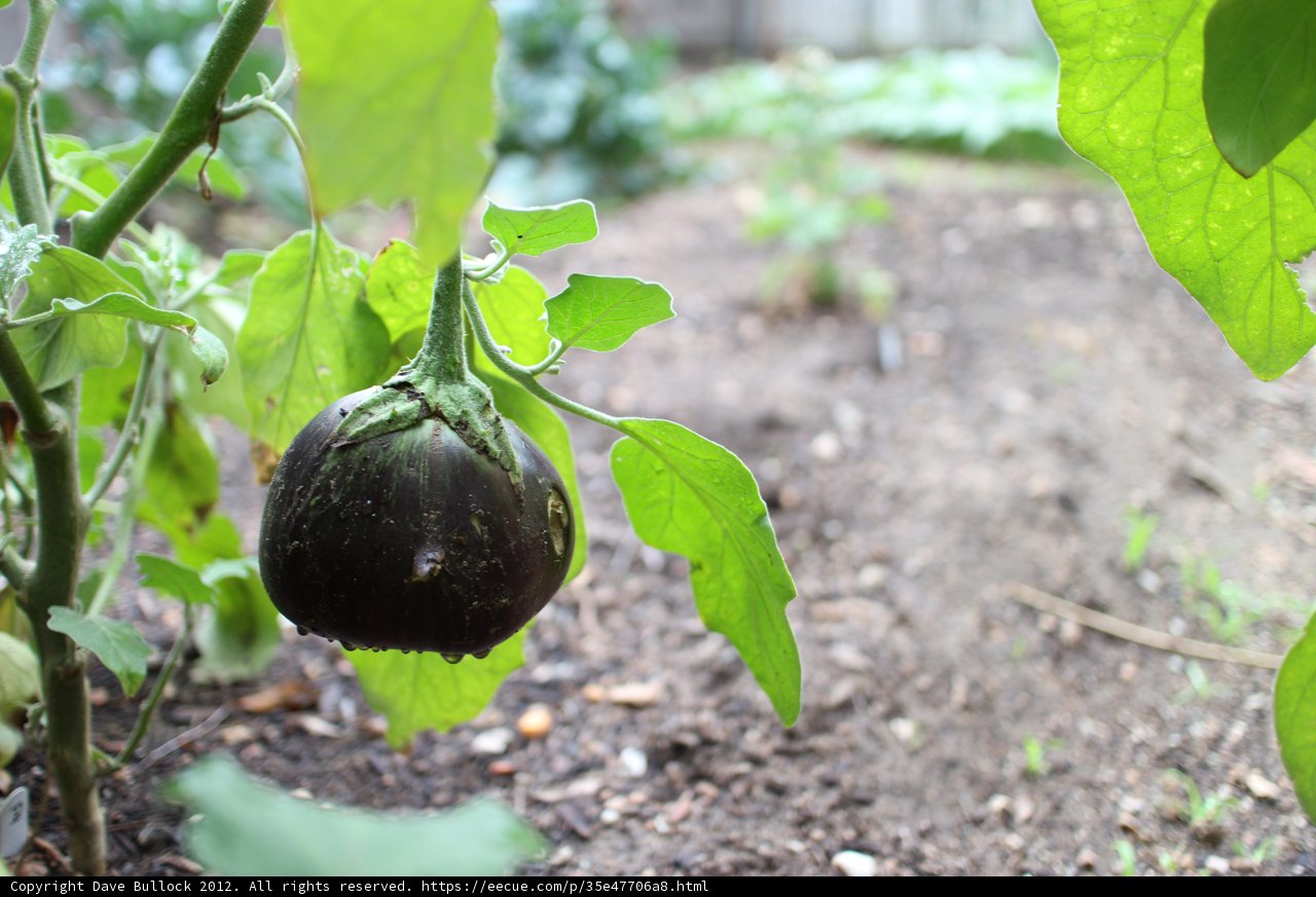 The Bountiful Black Eggplant