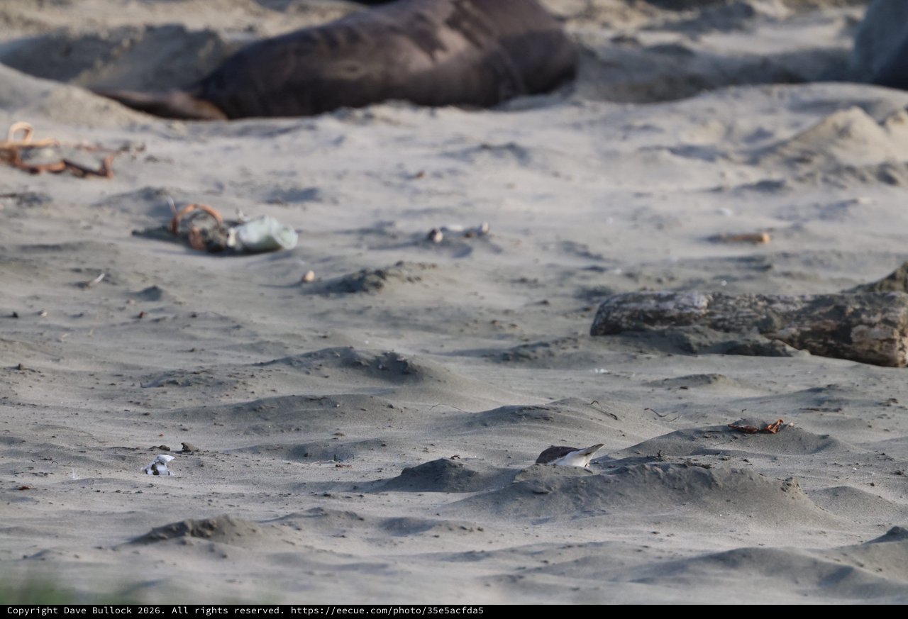 Elephant Seal Pups Resting on Sandy Beach at Drakes Beach