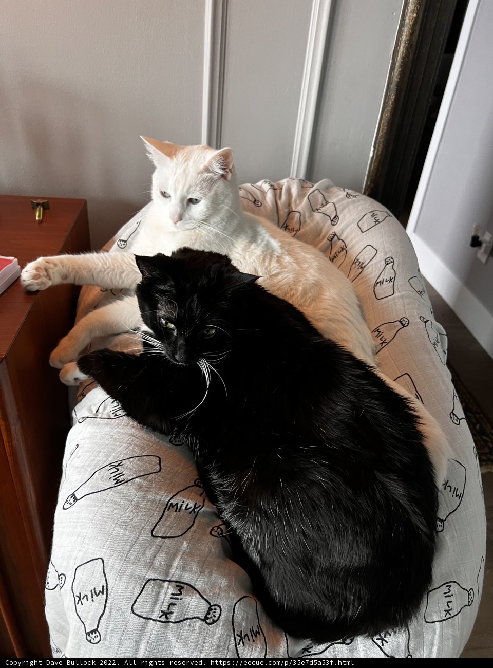 Feline Furnishings