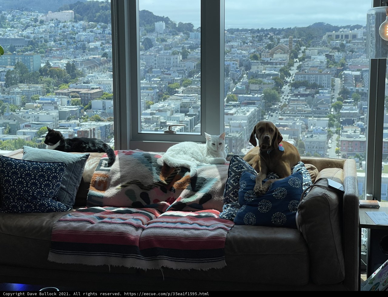 Paws and relax: Couch time with our furry friends