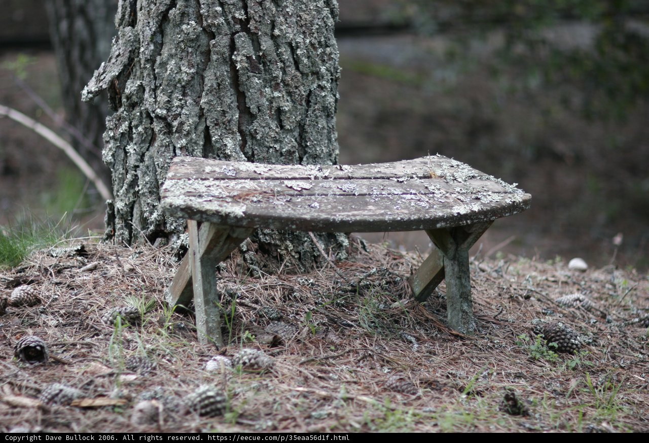 Solitude in the Woods