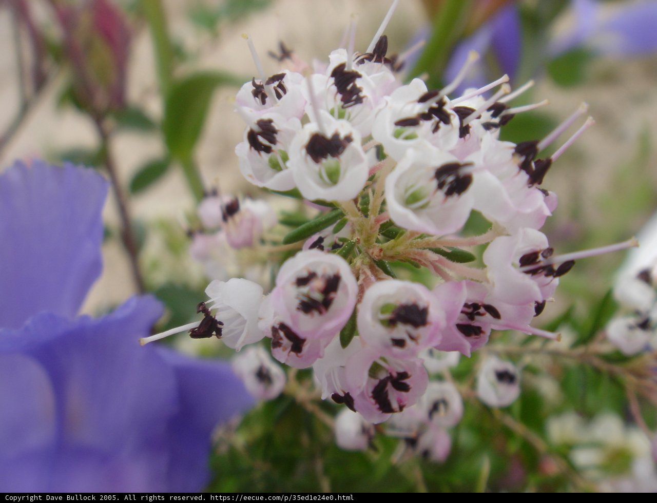 Spotted Geranium Flower