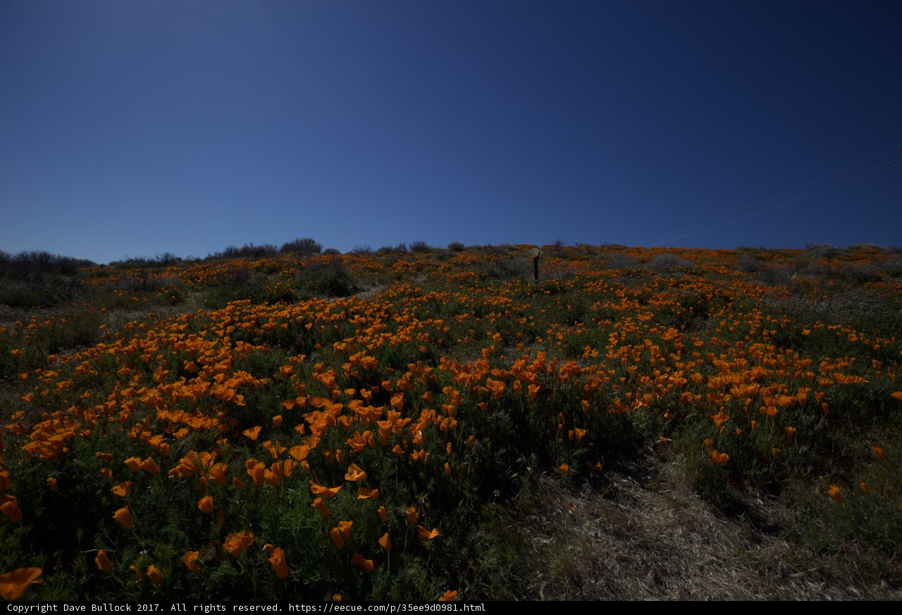 Basking in the California Poppy Fields