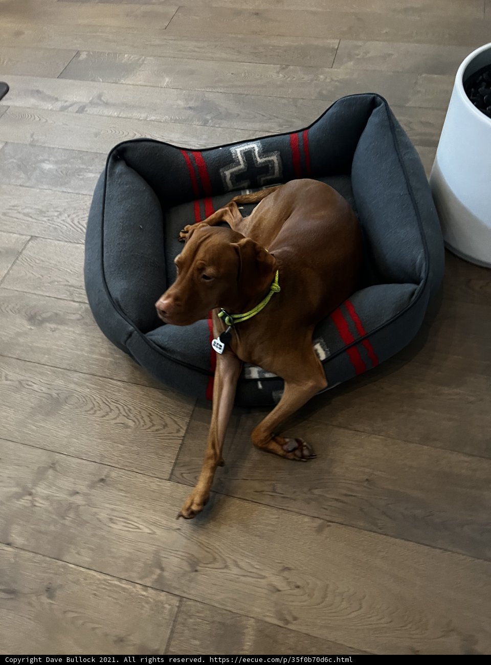 Cozy Canine Retreat