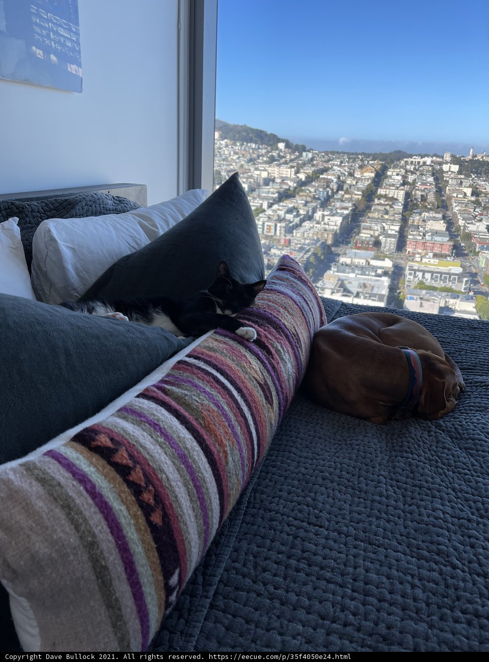 Furry Friends Take Over the Cityscape