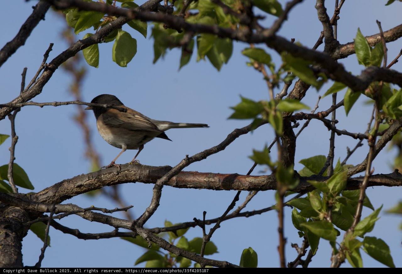 Perched Beauty