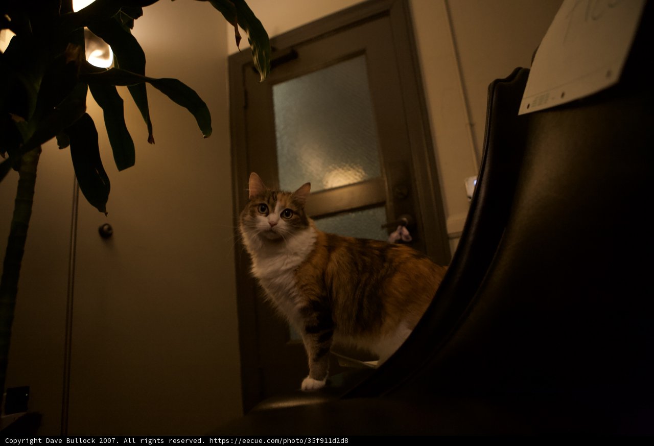 Nighttime Companion