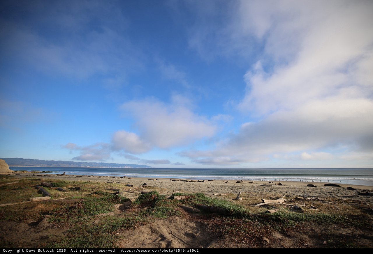 Elephant Seals Resting on Drakes Beach Coastline