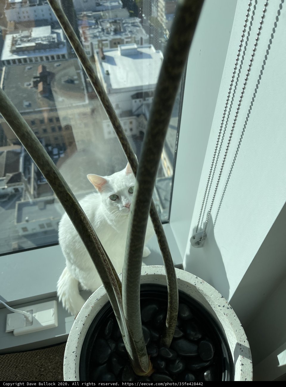 Bird on a City Windowsill