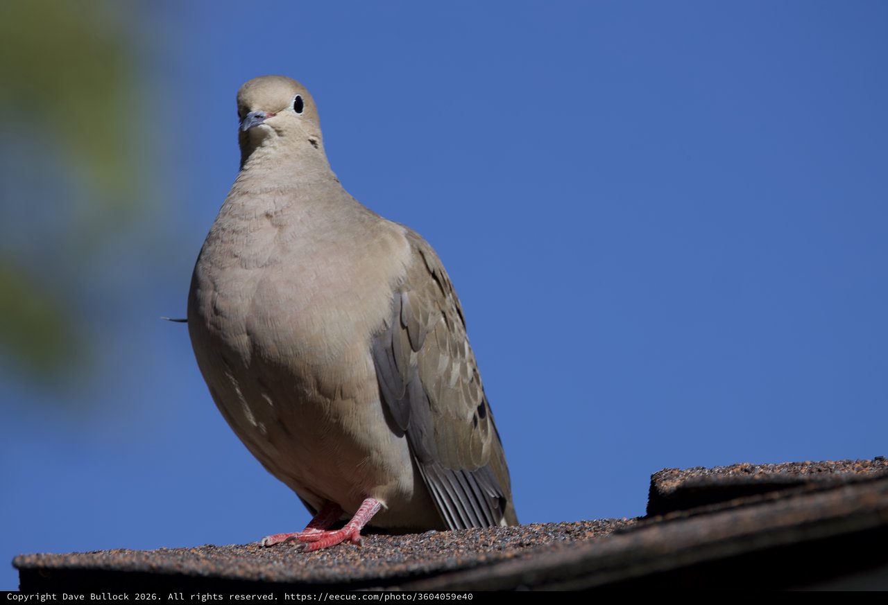 Mourning Dove Perched on Textured Roof Under Blue Sky