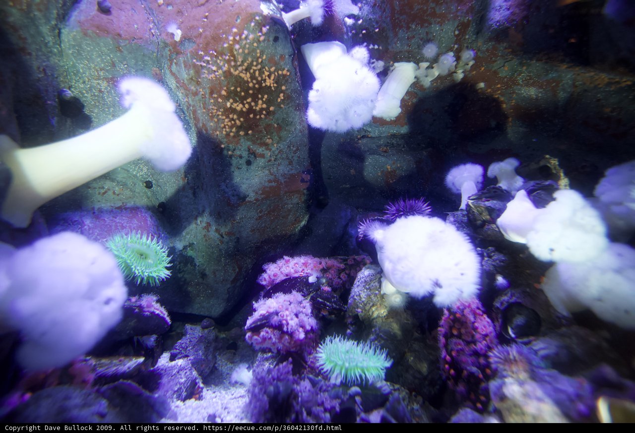 A Close-Up of Purple and White Corals in an Underwater Reef