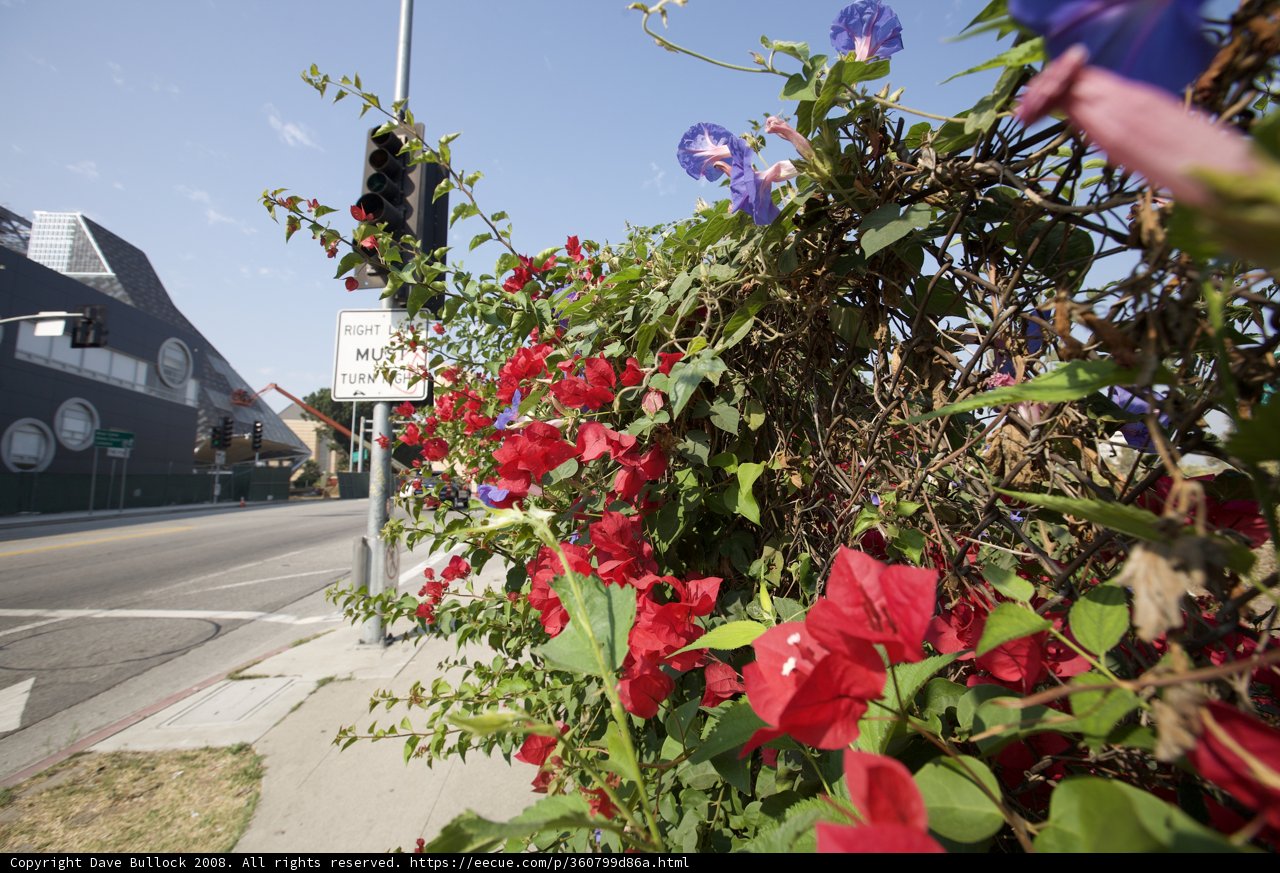 A Garden Oasis Along the Busy Street