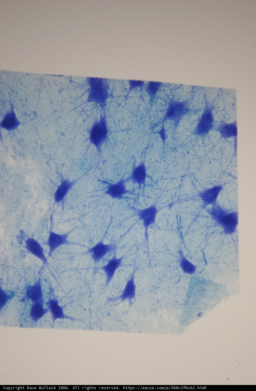 Blue and White Cell Art