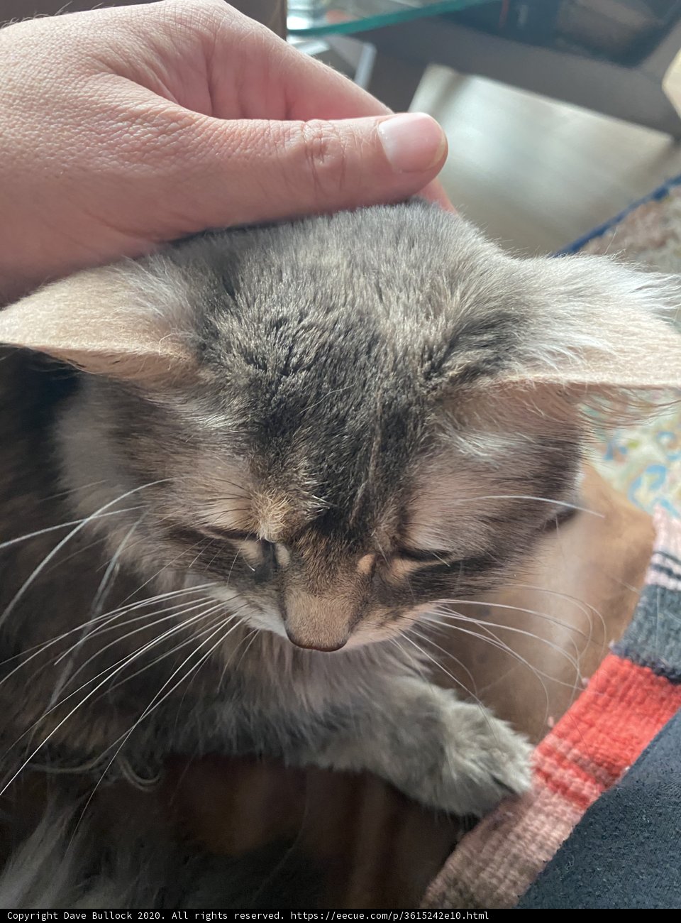 Feline Affection in San Francisco