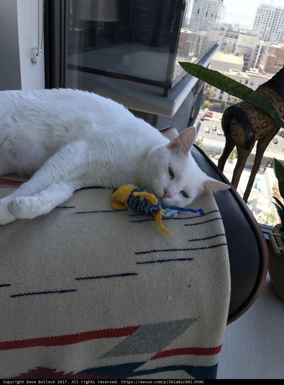 White Cat Cuddles with Her Favorite Toy