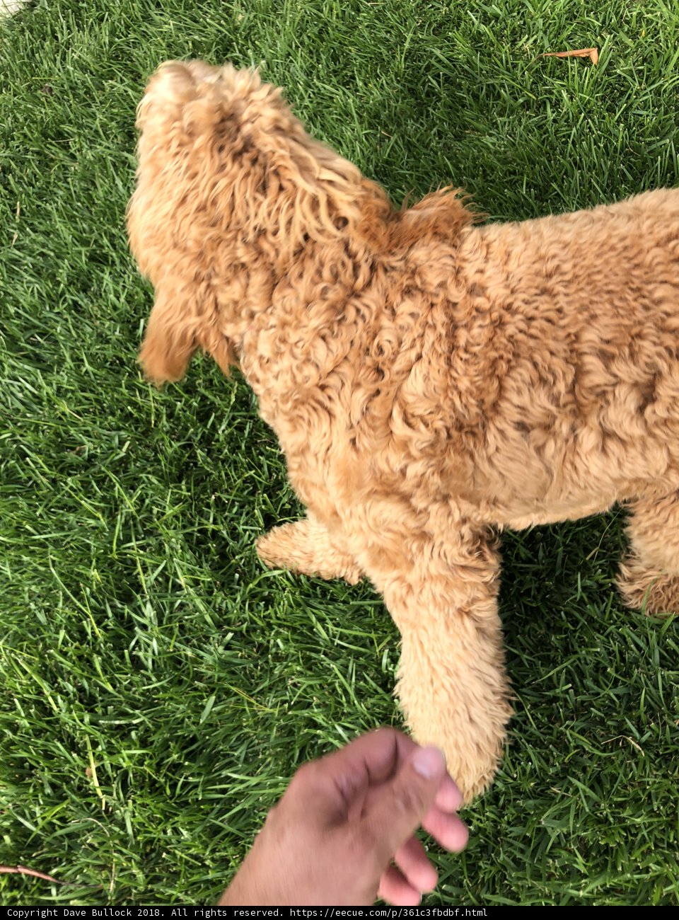 Poodle Playtime